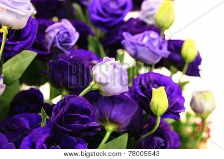 Purple roses and buds