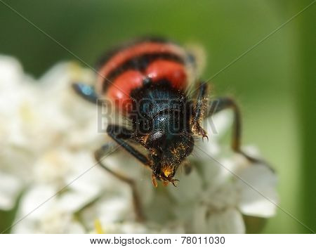 Trichodes apiarius to collect pollen