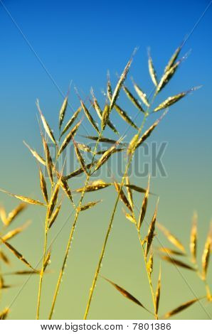 Herbes folles élégant