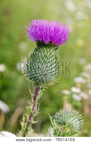 Arctium Lappa