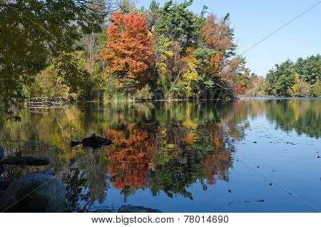 Forest Lake