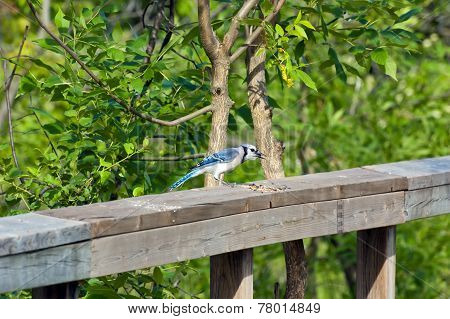 Blue Jay