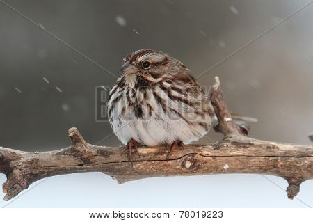 Sparrow In Snow