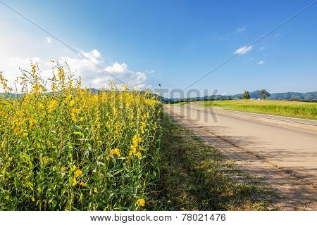 Farm Sunhemp flowers. Beautiful yellow flowers and blue sky. (Sunn hemp flowers)