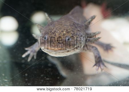 Brown Axolotl