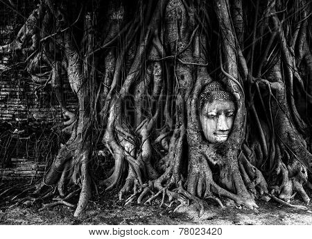 buddha head and bayan tree root in wat mahathat temple Ayutthaya important unesco world heritage sit