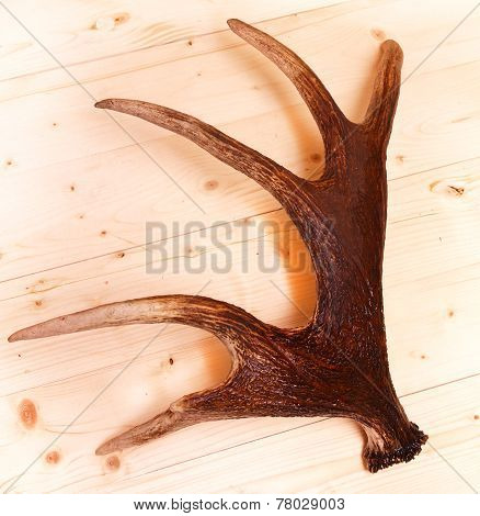 Antlers Deer Horns Elk Wood