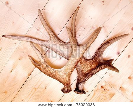 Deer Antlers