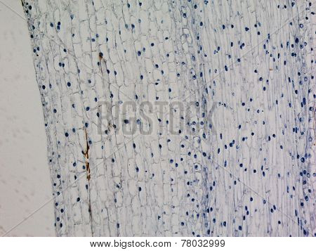 Corn Root Tip Micrograph