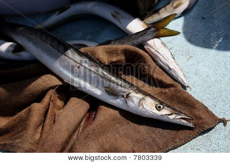 Barracuda