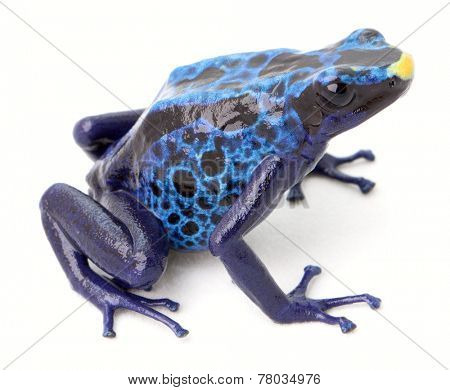 blue poison dart frog, dendrobates tinctorius from the Amazon rain forest of Suriname.
