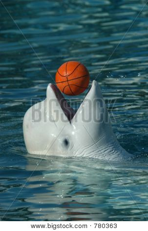 White Whale Playing Basketball