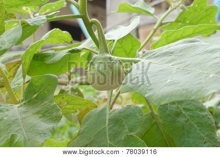 The Eggplant