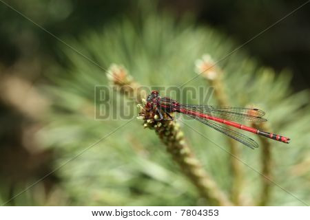 Pyrrhosoma nymphula