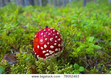 Red Flyagaric.