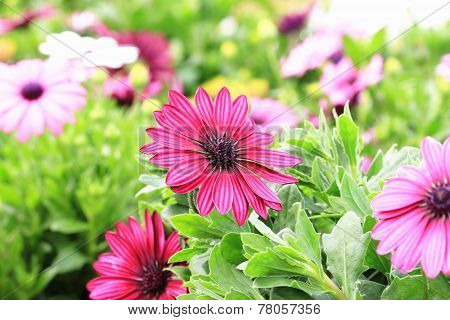Blue-eyed Daisy,African Daisy,Cape Daisy,Spoon Daisy