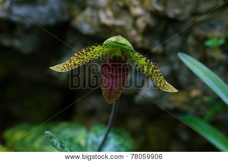 lady's slipper orchid