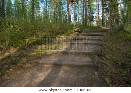 Path In Forest
