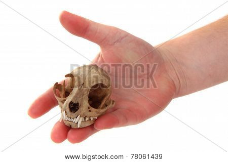 Cat Skul In Human Hand