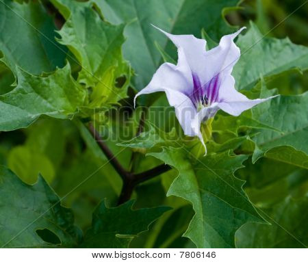 Datura