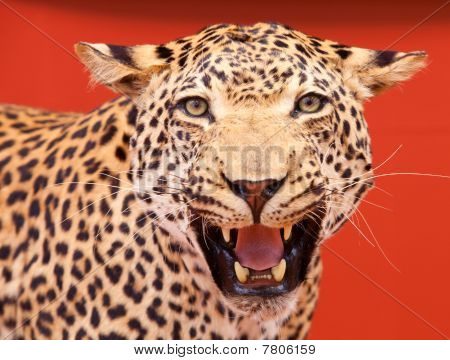Bonito Retrato de un leopardo de peluche