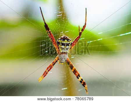 Golden Garden spider (Argiope aurantia)