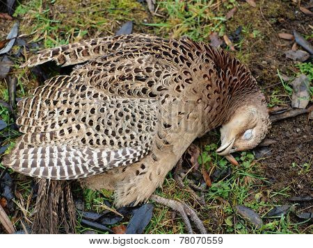 Shot Dead Pheasant, South Bohemia