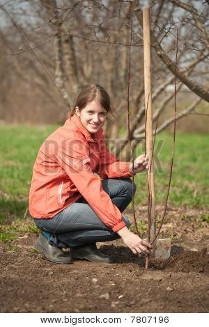 Woman Making Orchard With Spade And Sprouts