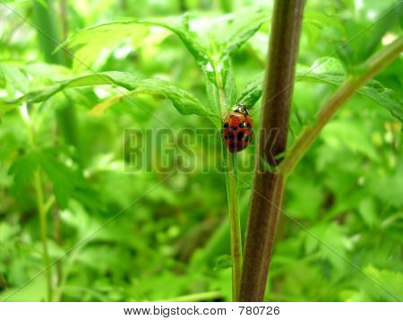 Coccinelle 1