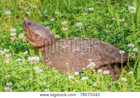Snapping Turtle.