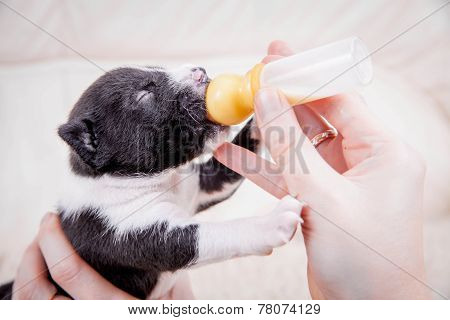 Newborn Basenji Puppies