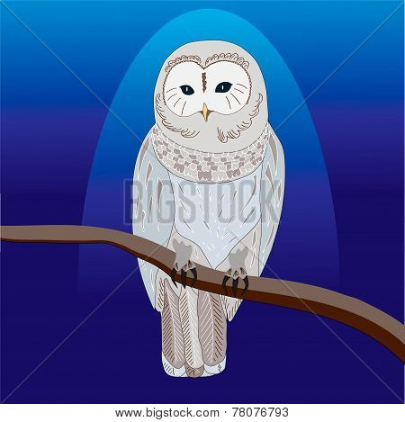 Owl