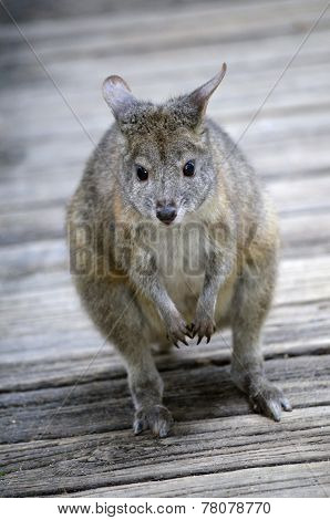 Red Necked Pademelon