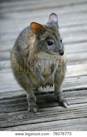 Red Necked Pademelon