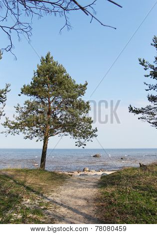 The Green Pines Standing At The Seashore In Latvia