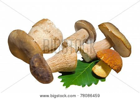 Mushrooms