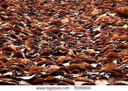 leaf roof