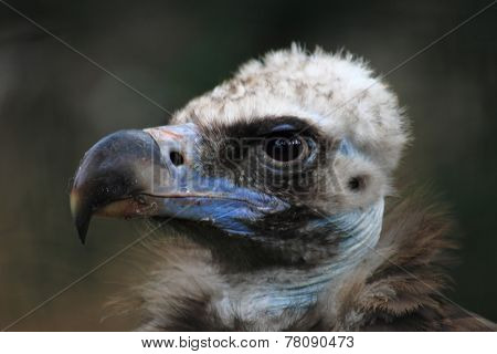 Head Of Vulture