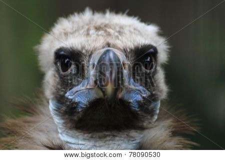 Head Of Vulture