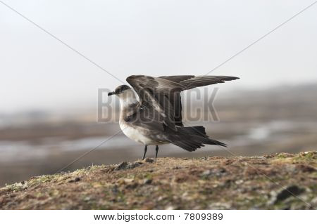 Arctic skua