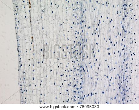 Corn Root Tip Micrograph