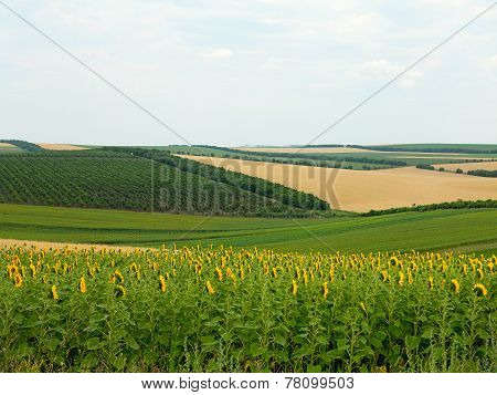Agricultural Landscape - Wheatfield, Sunflower And Gardens