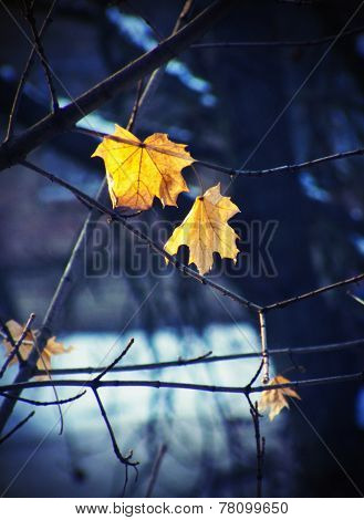 Leaves in winter