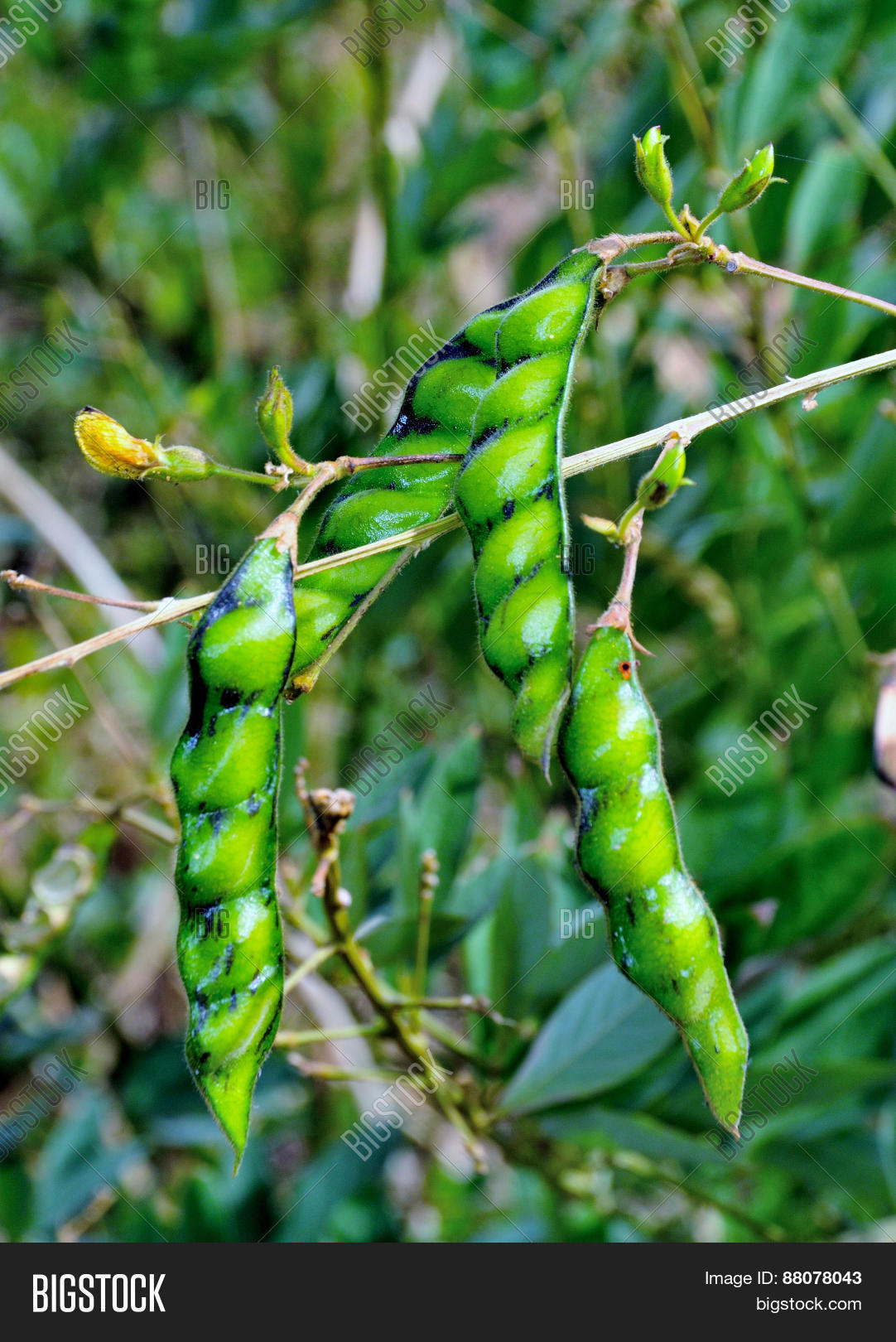 Gandules On Tree Image &amp; Photo (Free Trial) Bigstock