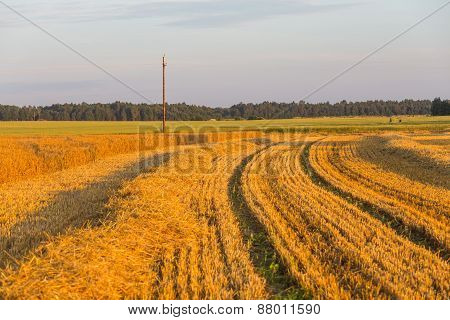 Summer Landscape With Farm Fields