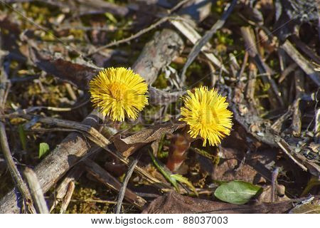 Flowers Tussilago Farfara.