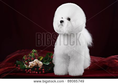 Portrait Of The Bichon Dog With White Fur