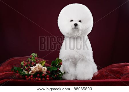 Portrait Of The Bichon Dog With White Fur