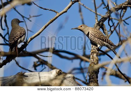 Two Northern Flickers Perched On A Branch In A Tree