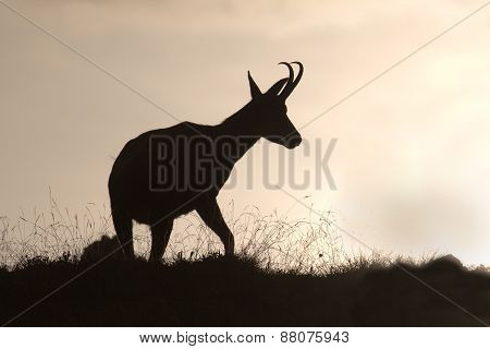 wild chamois in backlight, Jura, France